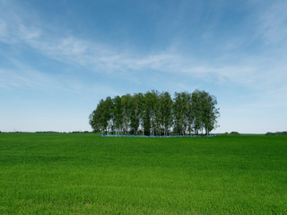 island of birch grove on a green field