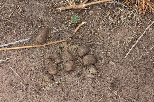 Wombat Kot In Australien