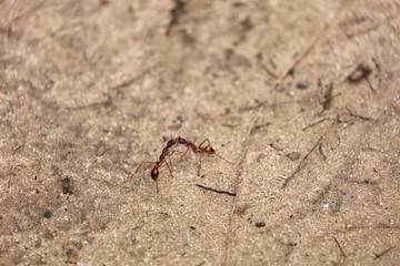 Kämpfende Ameisen in Australien