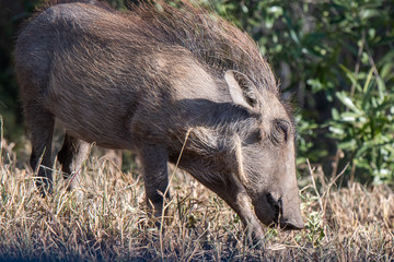 A young warthog browsing for food in the African bush.