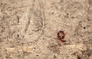 Kämpfende Ameisen in Australien
