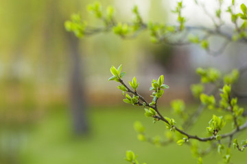 The first spring leaves and buds on a beautiful green background