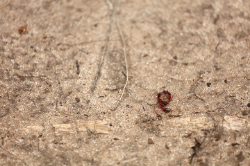 Kämpfende Ameisen in Australien