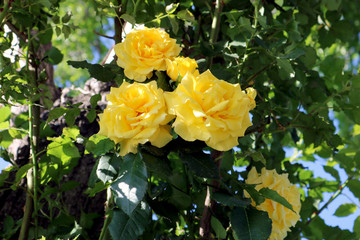 Beautiful yellow roses for background