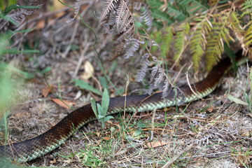 Schlange in Australien 