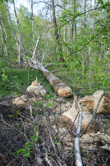 Beavers build a dam on the river