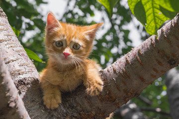 Ginger kitten sitting on a tree branch on a sunny summer day. the kitten looks into the camera. Animal Themes