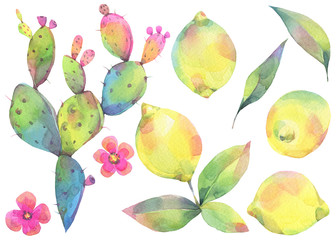 Hand painted watercolor illustration. Colorful set with cactus lemons and pink flowers. 