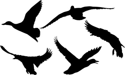 isolated on white five flying ducks silhouettes