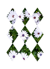 christmas card with tree isolated on white background