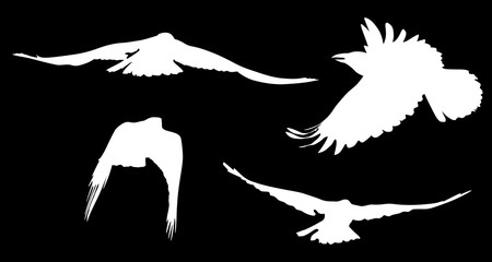 group of four white crow silhouettes on black