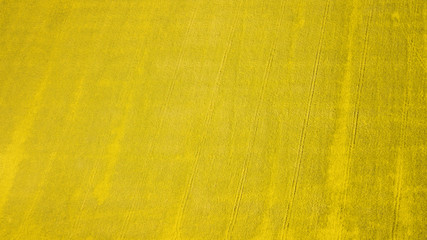 Obraz premium aerial view of rapeseed field and rural road in the middle. natural yellow spring summer background. drone shot. Farmland from above