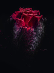 Red rose like a sandstorm - obrazy, fototapety, plakaty