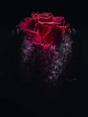 Ingelijste posters Rode roos als een zandstorm © Andrea