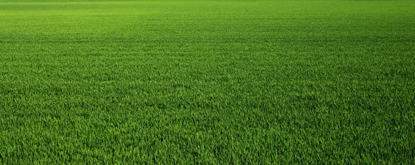 Fotobehang Weelderige groene grasweide achtergrond © stokkete