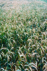 Wheat field on a sunny spring day