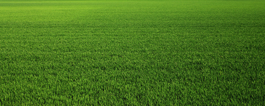 Lush green grass meadow background