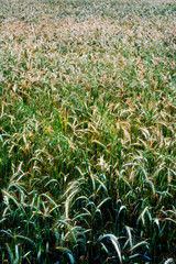 Wheat field on a sunny spring day
