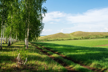 Rural landscape. Hills, birch grove and dirt road along the field.