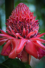 pink tropical flower