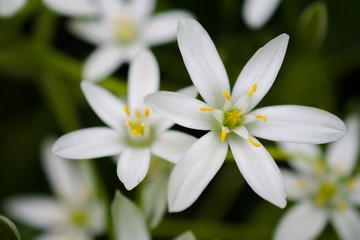 Ornithogalum