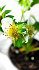 Closeup strawberry flower in pot. Unripe berry. Macro on white background