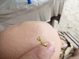 Mantis paseando por la arena