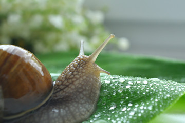 The big snail creeps on a leaf in drops of dew