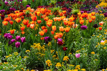 Tulpen und Kaiserkronen