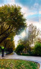 autumn in the park
