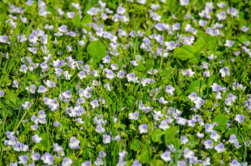 meadow with lots of small flowers with purple petals