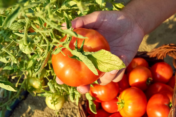 boy hand picking a tomato