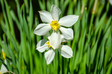 Narcissus flower with six white petals and yellow middle