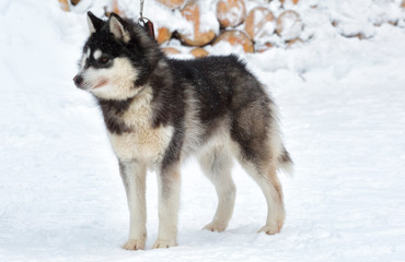 Husky dog standing in the snow