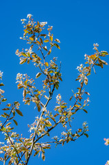 A sprig of a flowering berry Bush Saskatoon