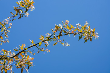 A sprig of a flowering berry Bush Saskatoon