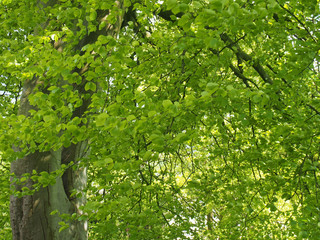 Fototapeta premium full frame image of a beech tree with vibrant bright green sunlit leaves