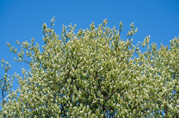 luxuriously blooming white flowers fruit tree