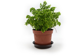 selaginella in a pot on white background