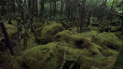 Fototapeta premium 白駒池 苔の森