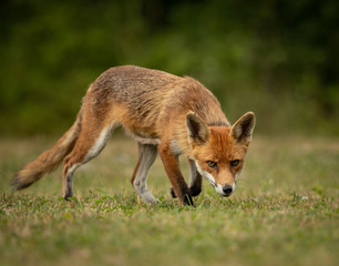 Close up of a Red Fox stalking in a green field with a green background.  