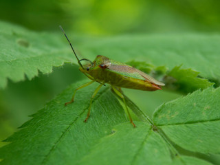 Shield bug on leaf macro side view