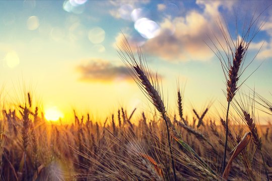 Sun Shining over Golden Barley / Wheat Field at Dawn / Sunset