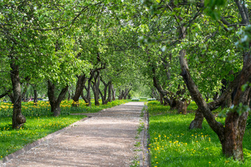 Fototapeta premium footpath alley in spring apple blooming garden