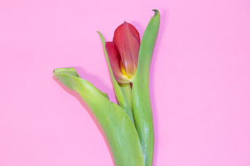 Red tulips isolated on pink background. Photo for text. Live beautiful flowers. Red flowers.