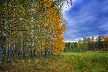 Fototapeta premium Sunset at the forest edge. Autumn landscape.
