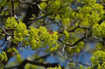 maple blossom in May, spring nature