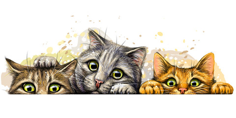 Wall sticker. Graphic, colored hand-drawn sketch with splashes of watercolor depicting three cute cats on a horizontal surface.