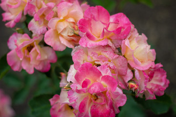 Fototapeta premium Bright pink rose blossoms.