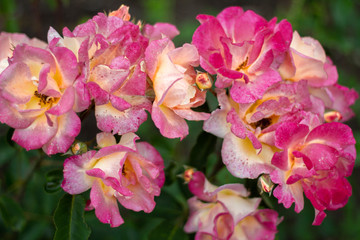 Bright pink rose blossoms.
